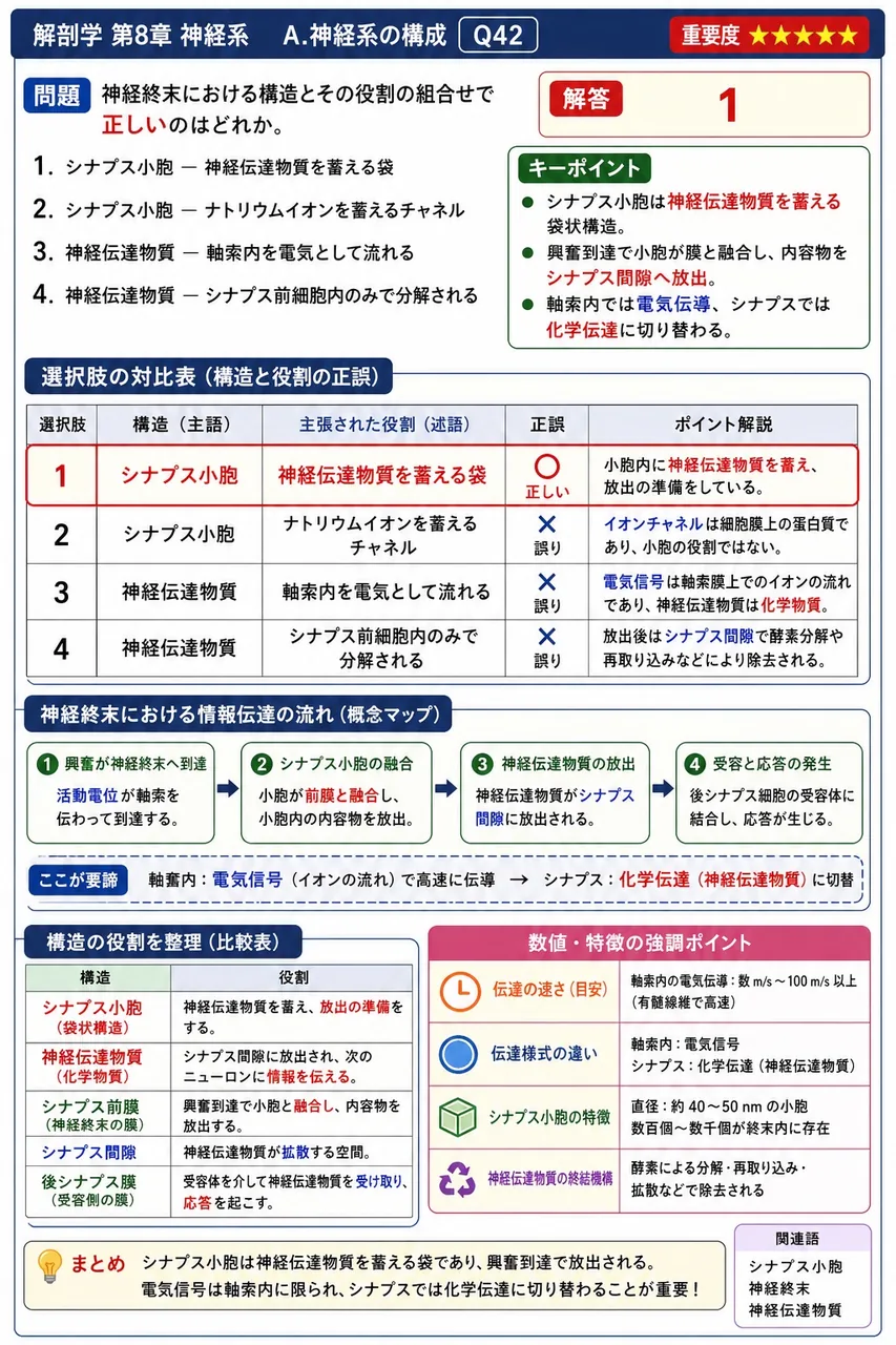 神経終末における構造とその役割の組合せで正しいのはどれか。 解説図