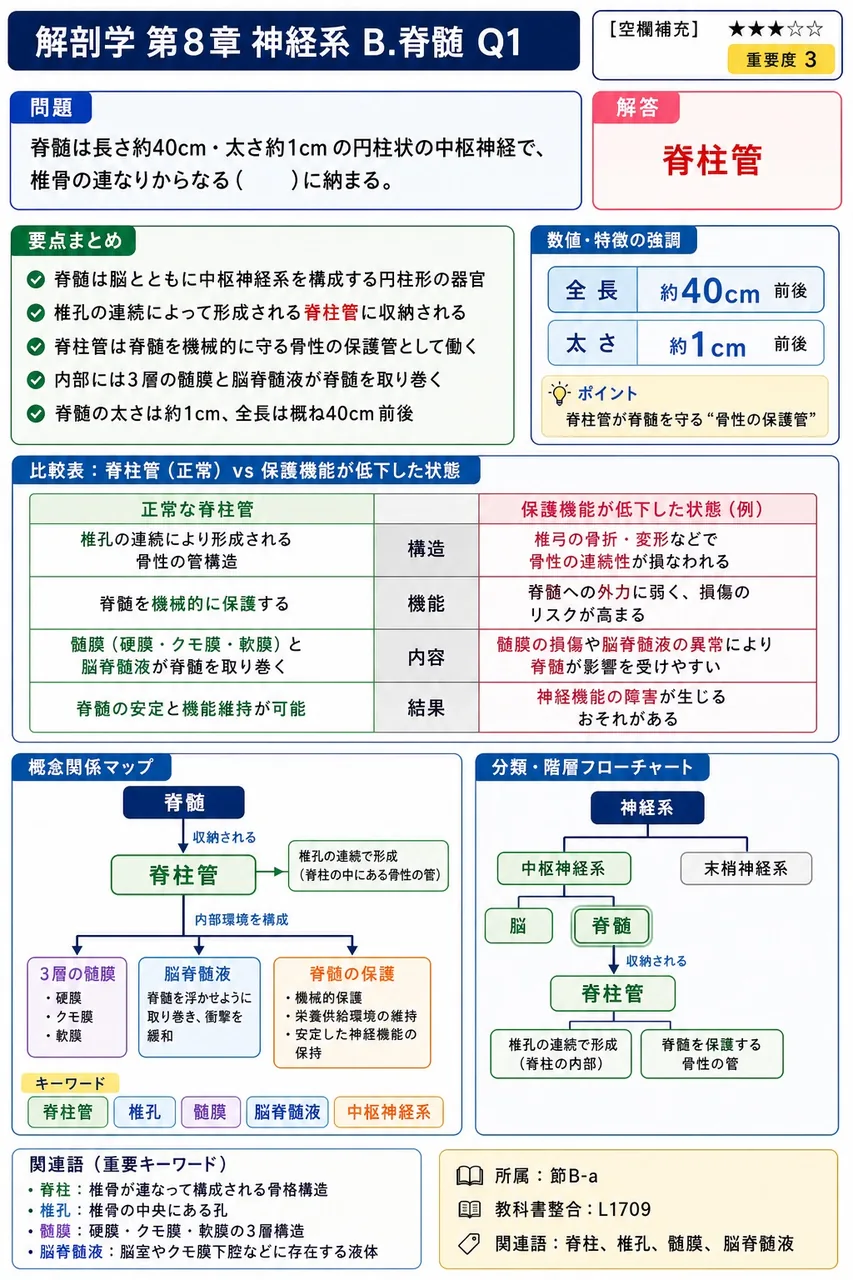 脊髄は長さ約40cm・太さ約1cmの円柱状の中枢神経で、椎骨の連なりからなる( )に納まる。 解説図