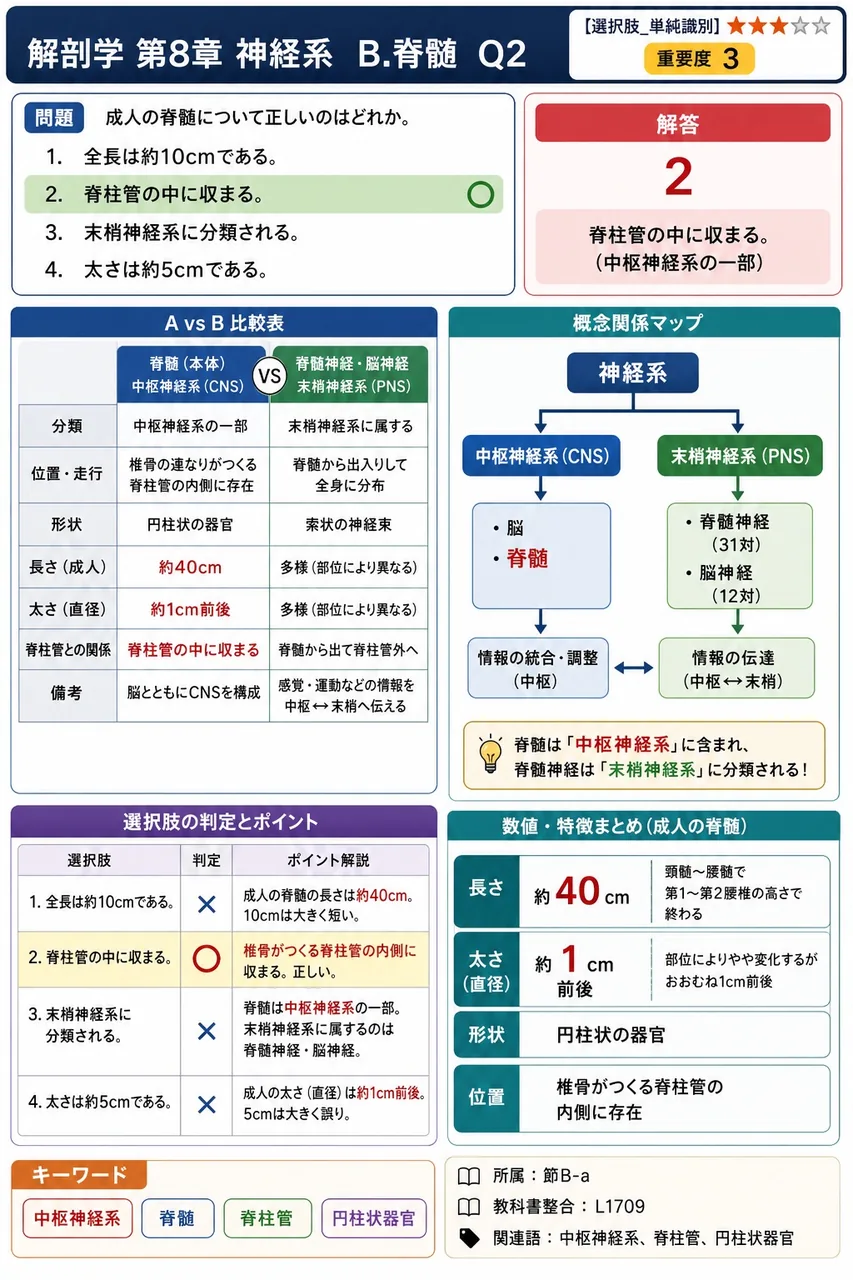 成人の脊髄について正しいのはどれか。 解説図