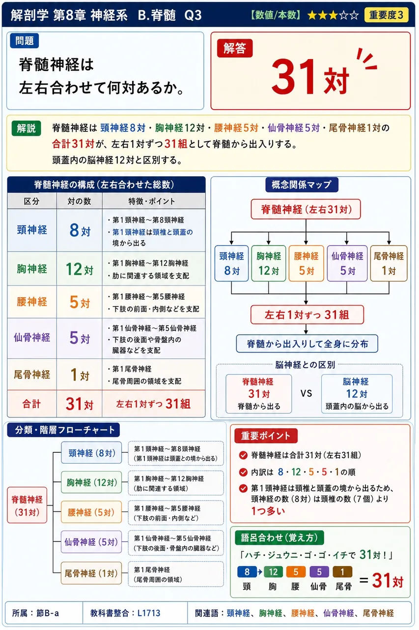 脊髄神経は左右合わせて何対あるか。 解説図