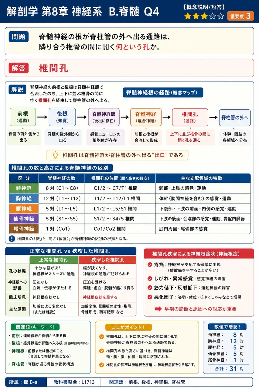 脊髄神経の根が脊柱管の外へ出る通路は、隣り合う椎骨の間に開く何という孔か。 解説図