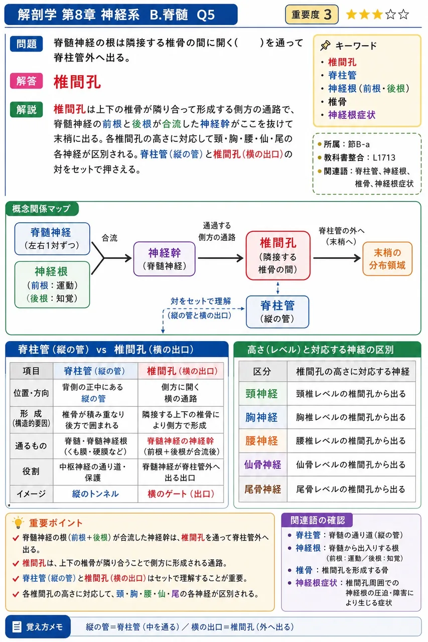 脊髄神経の根は隣接する椎骨の間に開く( )を通って脊柱管外へ出る。 解説図