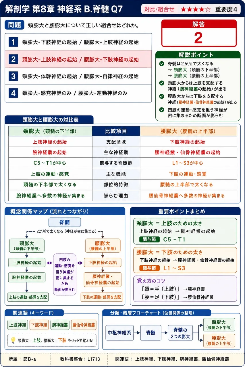 頸膨大と腰膨大について正しい組合せはどれか。 解説図