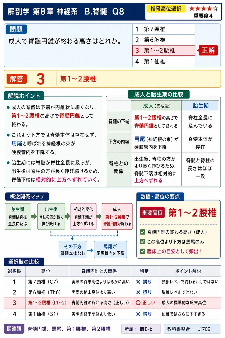 成人で脊髄円錐が終わる高さはどれか。 解説図