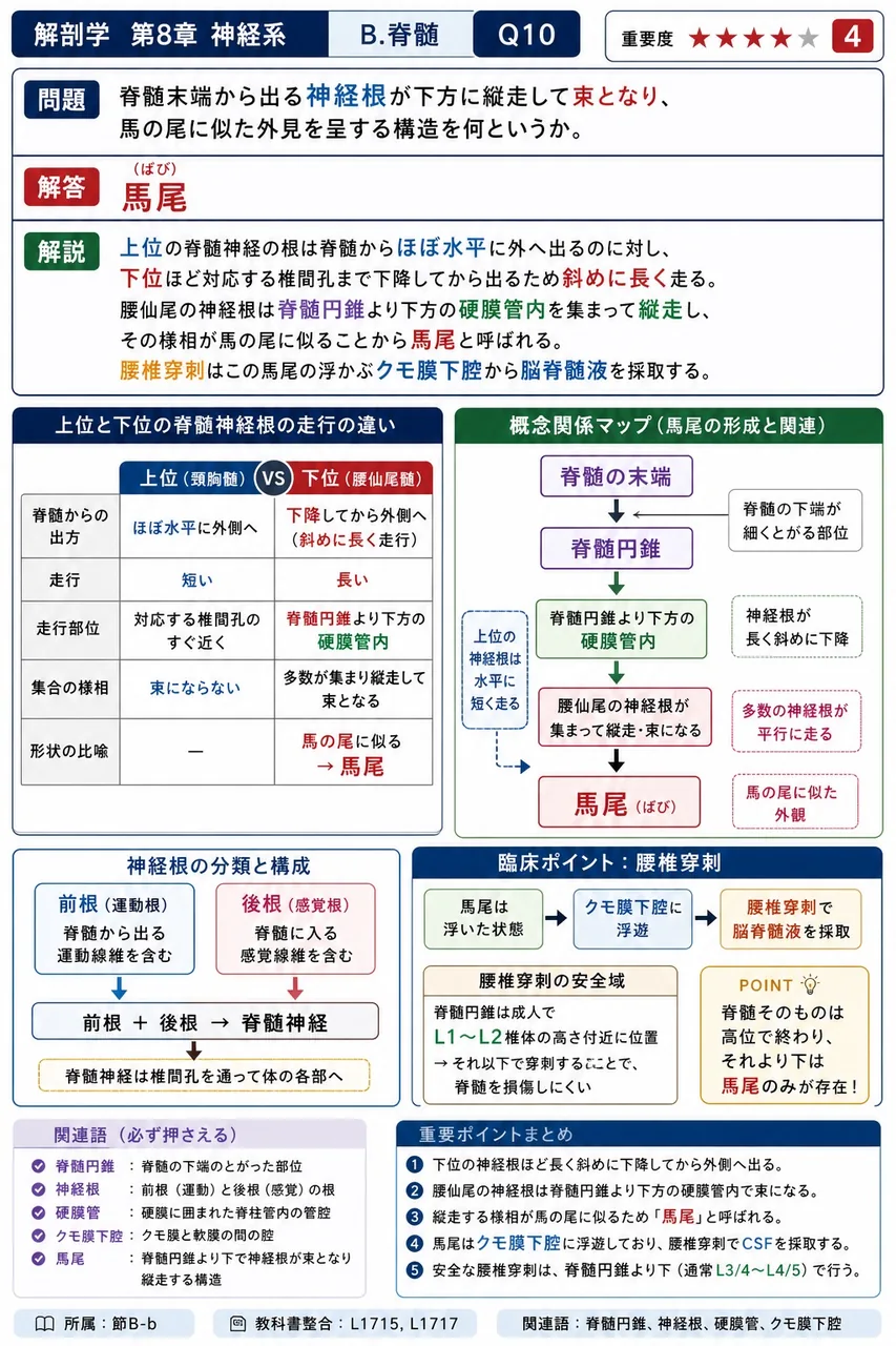 脊髄末端から出る神経根が下方に縦走して束となり、馬の尾に似た外見を呈する構造を何というか。 解説図