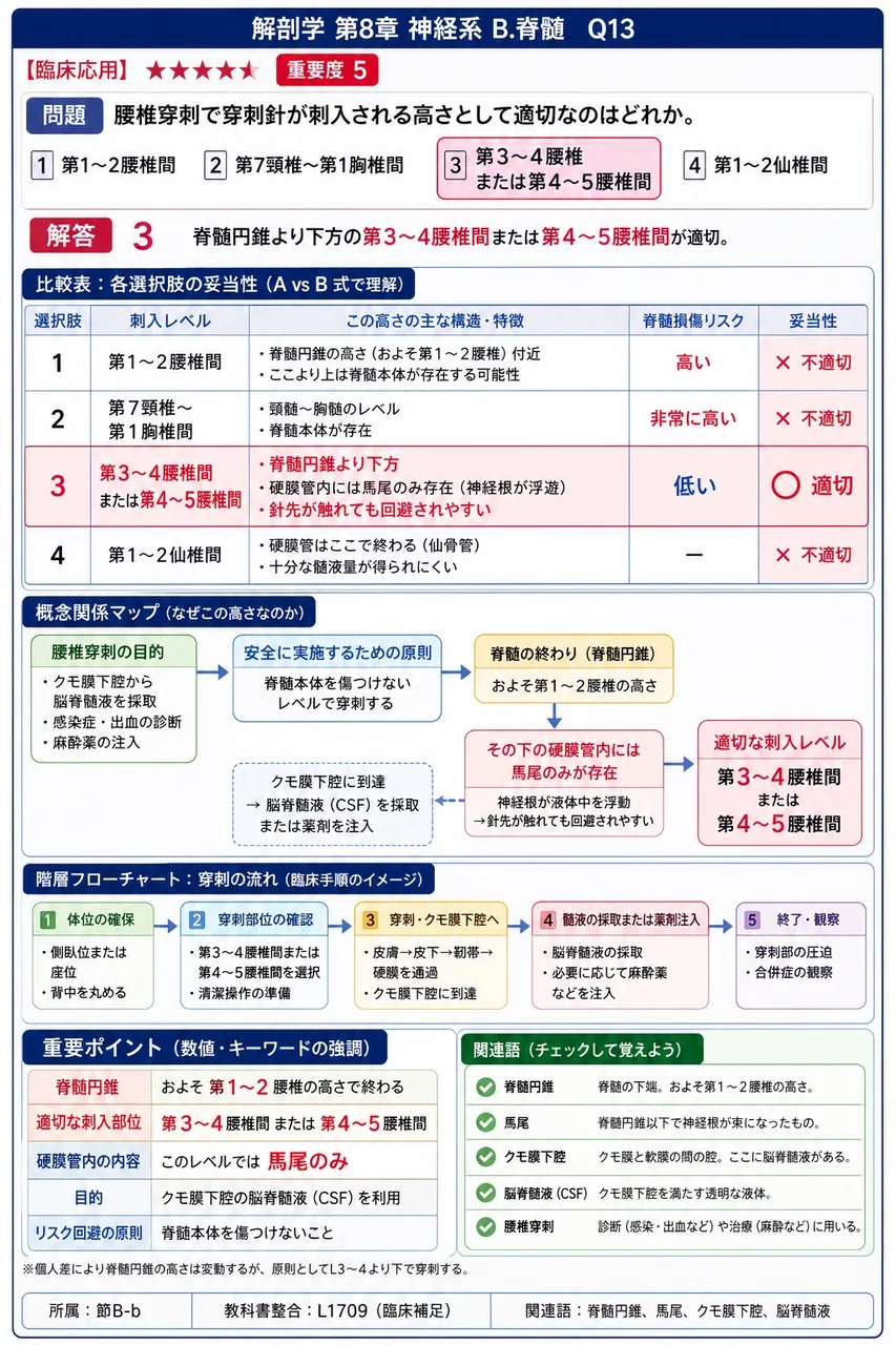 腰椎穿刺で穿刺針が刺入される高さとして適切なのはどれか。 解説図