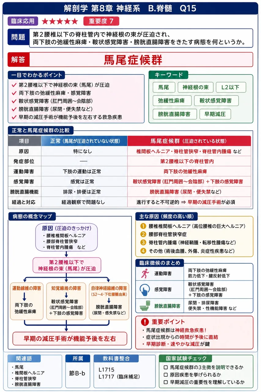 第2腰椎以下の脊柱管内で神経根の束が圧迫され、両下肢の弛緩性麻痺・鞍状感覚障害・膀胱直腸障害をきたす病態を何というか。 解説図