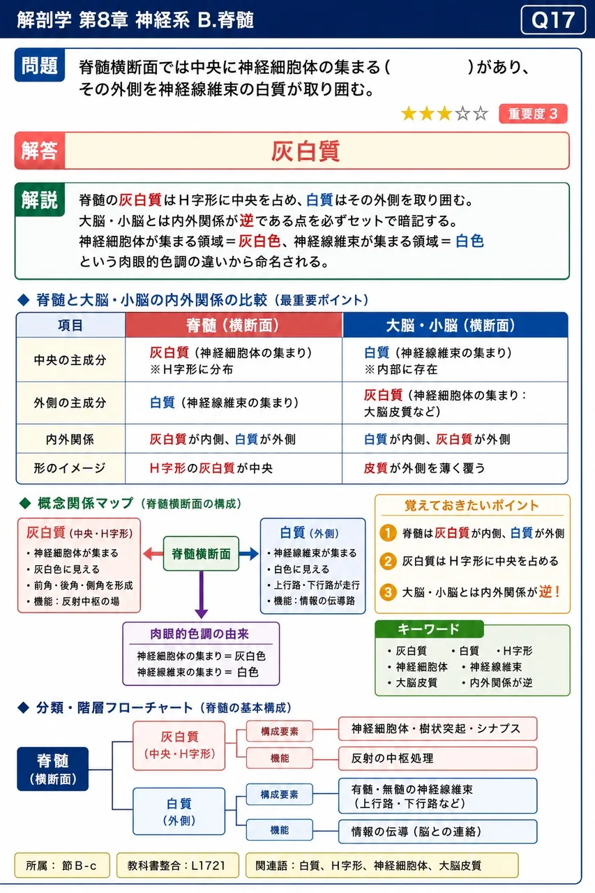 脊髄横断面では中央に神経細胞体の集まる( )があり、その外側を神経線維束の白質が取り囲む。 解説図