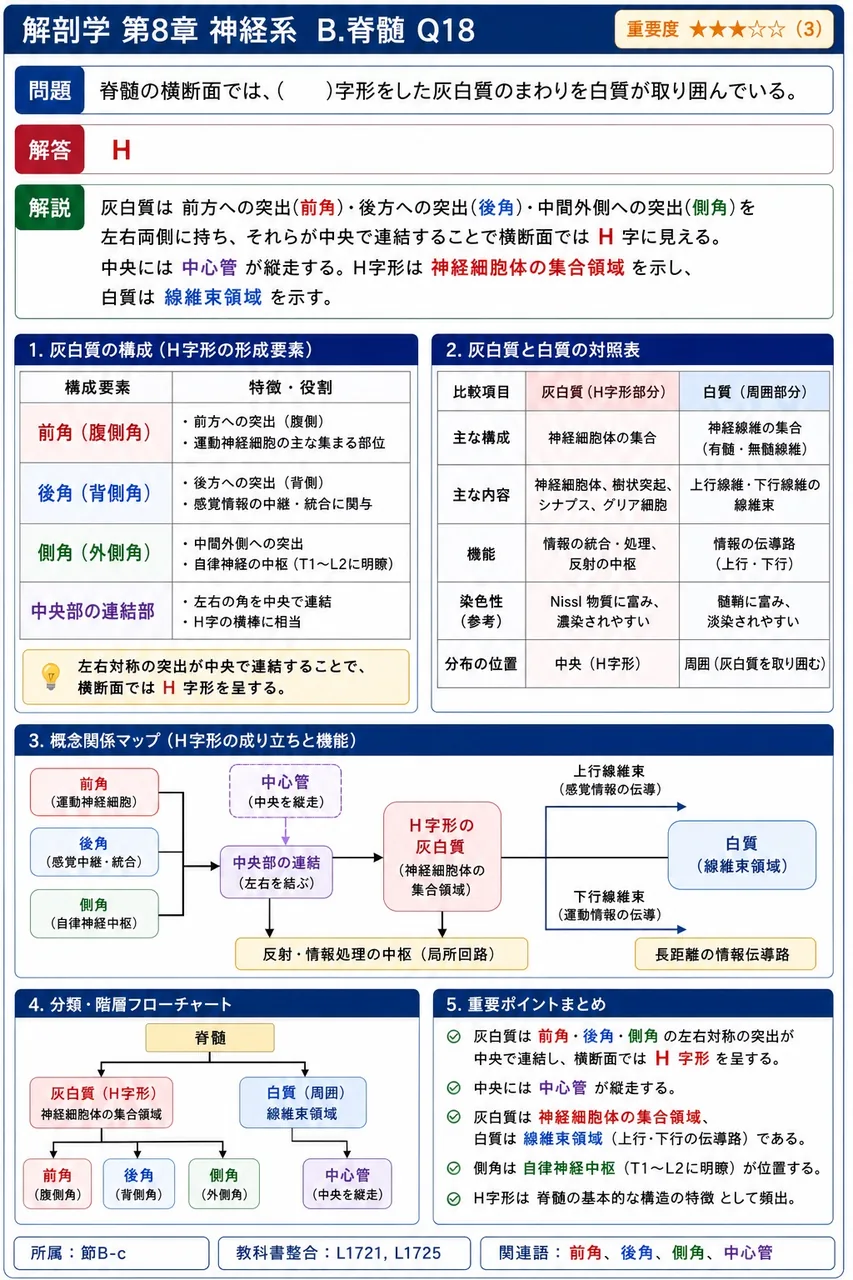 脊髄の横断面では、( )字形をした灰白質のまわりを白質が取り囲んでいる。 解説図