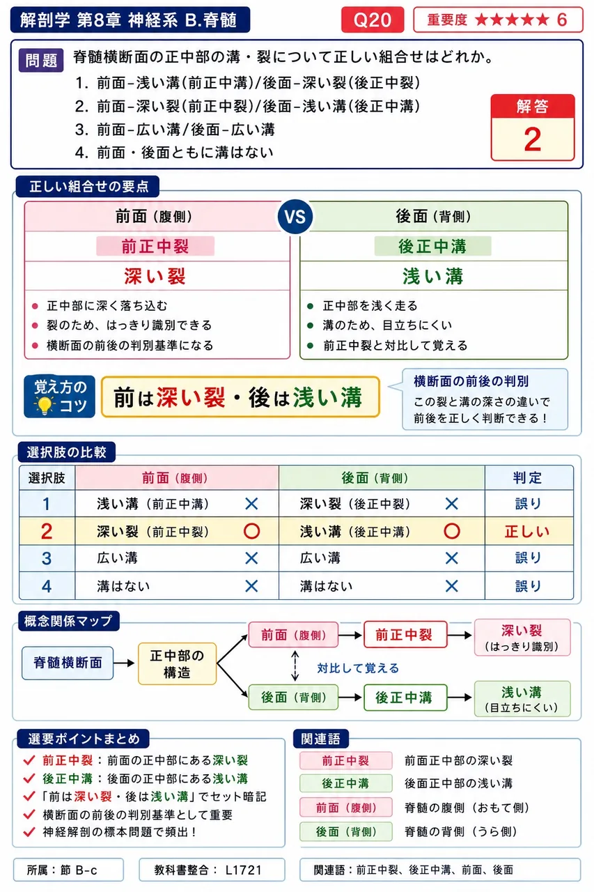 脊髄横断面の正中部の溝・裂について正しい組合せはどれか。 解説図