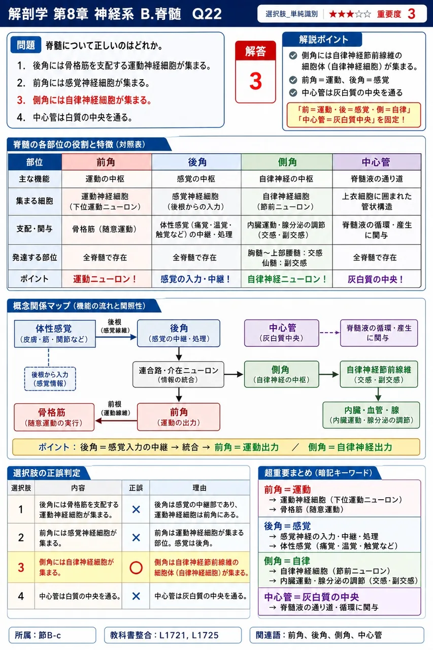 脊髄について正しいのはどれか。 解説図