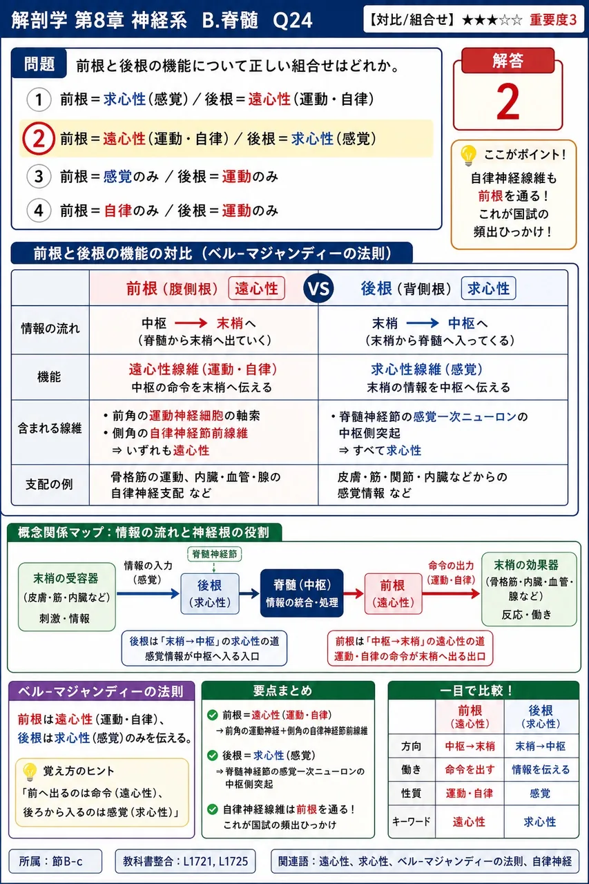 前根と後根の機能について正しい組合せはどれか。 解説図