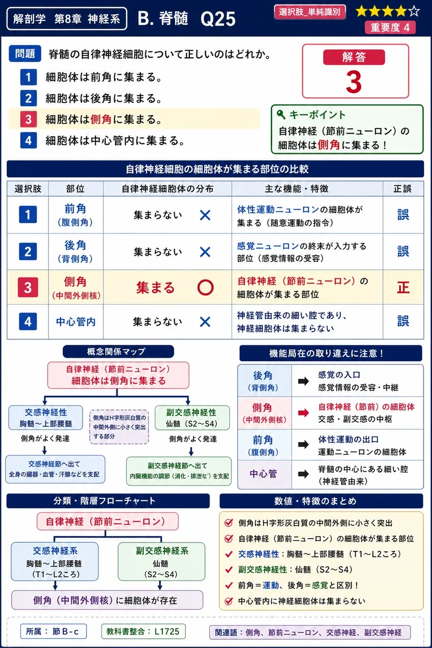脊髄の自律神経細胞について正しいのはどれか。 解説図
