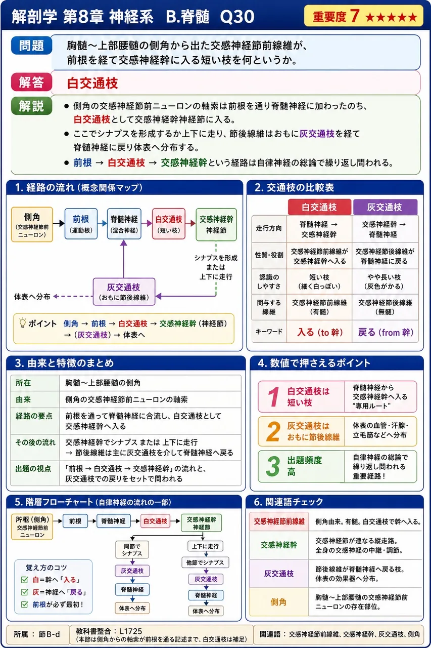 胸髄〜上部腰髄の側角から出た交感神経節前線維が、前根を経て交感神経幹に入る短い枝を何というか。 解説図