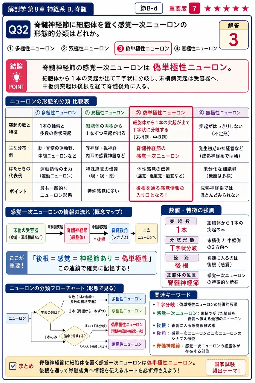脊髄神経節に細胞体を置く感覚一次ニューロンの形態的分類はどれか。 解説図