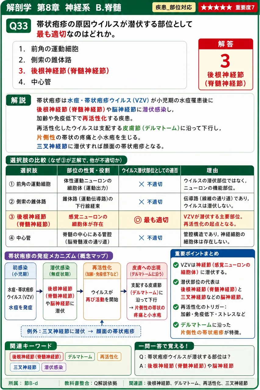 帯状疱疹の原因ウイルスが潜伏する部位として最も適切なのはどれか。 解説図