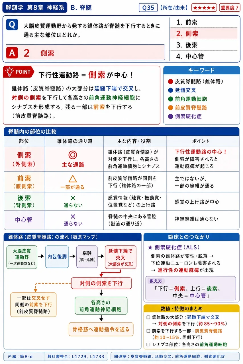 大脳皮質運動野から発する錐体路が脊髄を下行するときに通る主な部位はどれか。 解説図