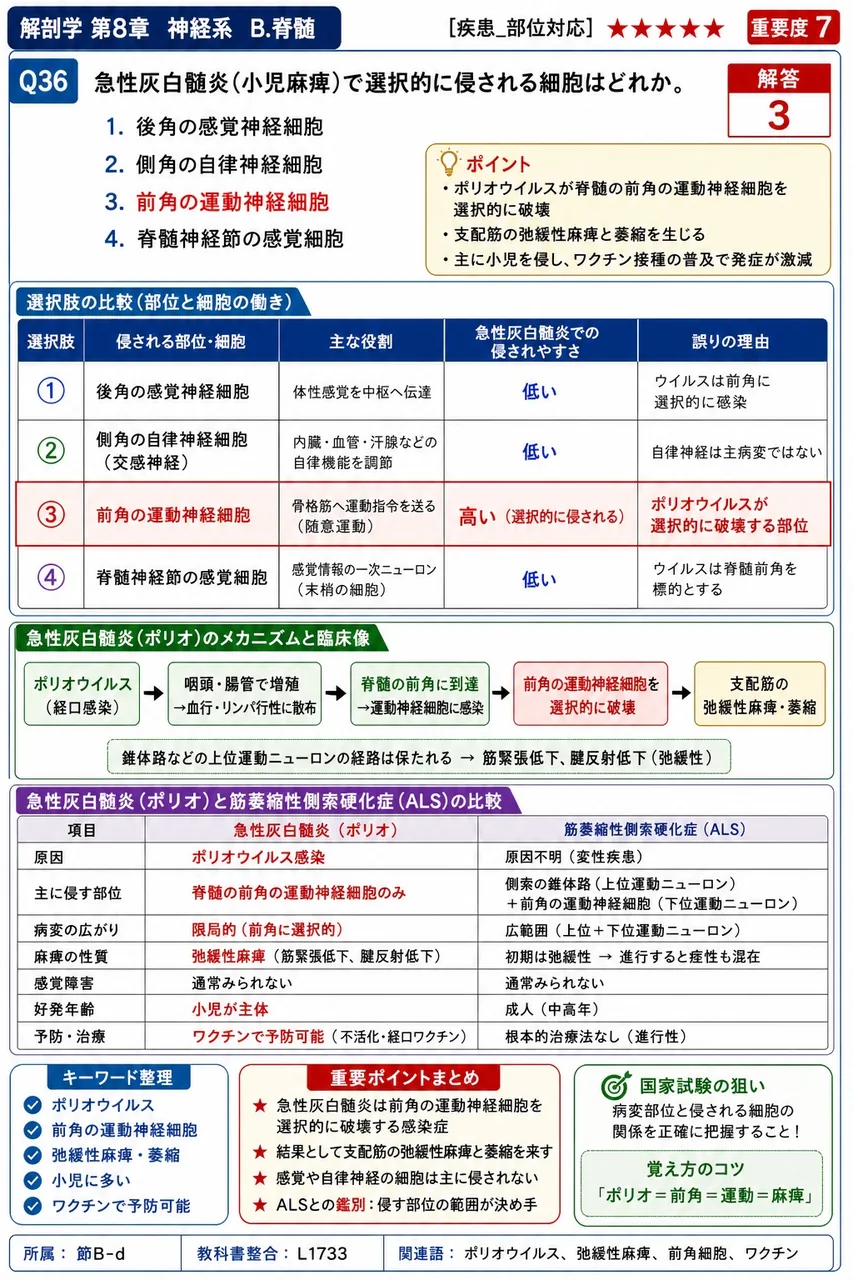 急性灰白髄炎(小児麻痺)で選択的に侵される細胞はどれか。 解説図