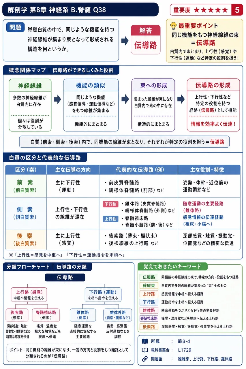 脊髄白質の中で、同じような機能を持つ神経線維が集まり束となって形成される構造を何というか。 解説図