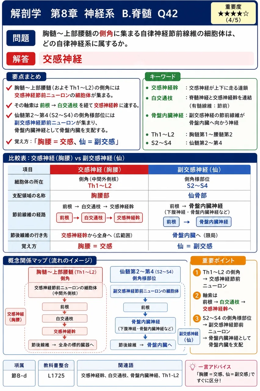 胸髄〜上部腰髄の側角に集まる自律神経節前線維の細胞体は、どの自律神経系に属するか。 解説図