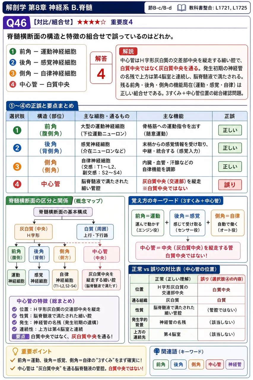 脊髄横断面の構造と特徴の組合せで誤っているのはどれか。 解説図