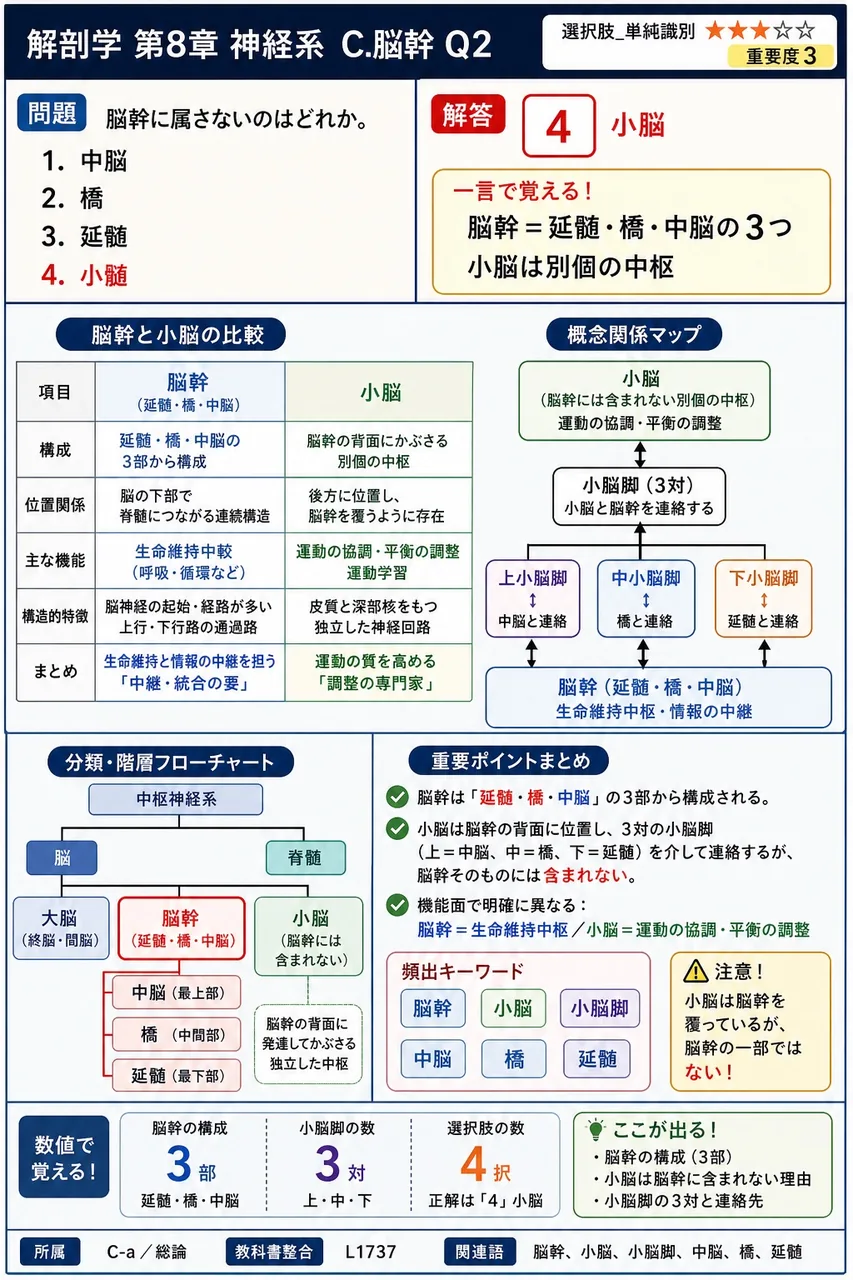 脳幹に属さないのはどれか。 解説図
