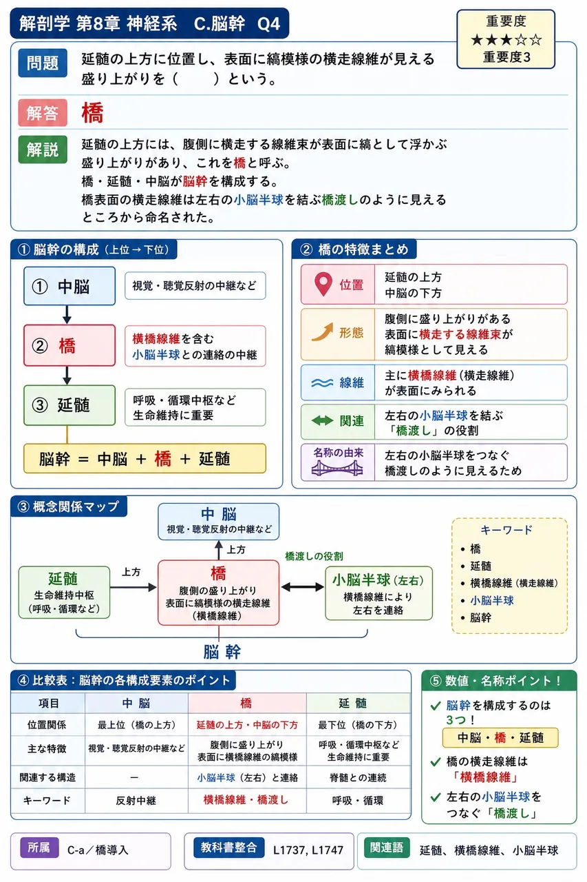 延髄の上方に位置し、表面に縞模様の横走線維が見える盛り上がりを（ ）という。 解説図