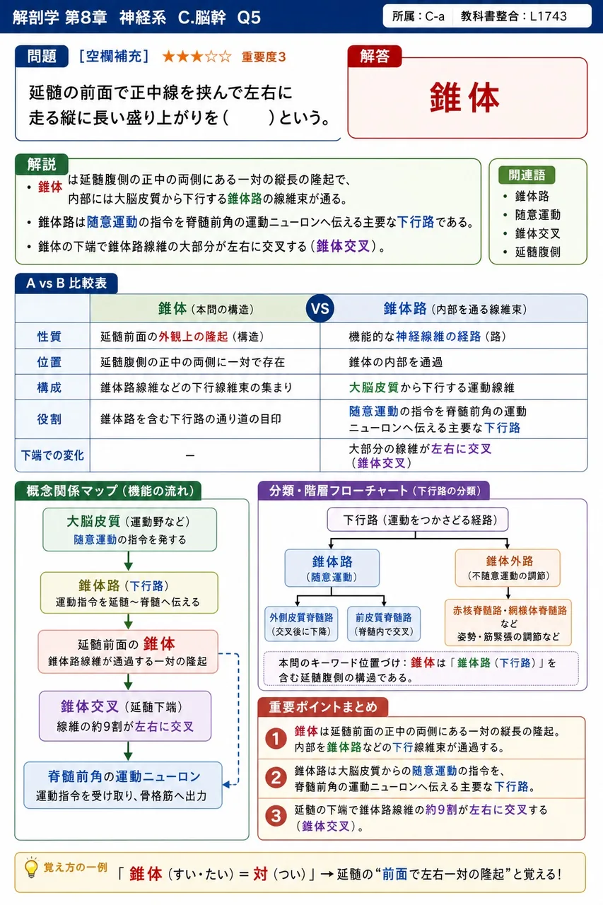 延髄の前面で正中線を挟んで左右に走る縦に長い盛り上がりを（ ）という。 解説図