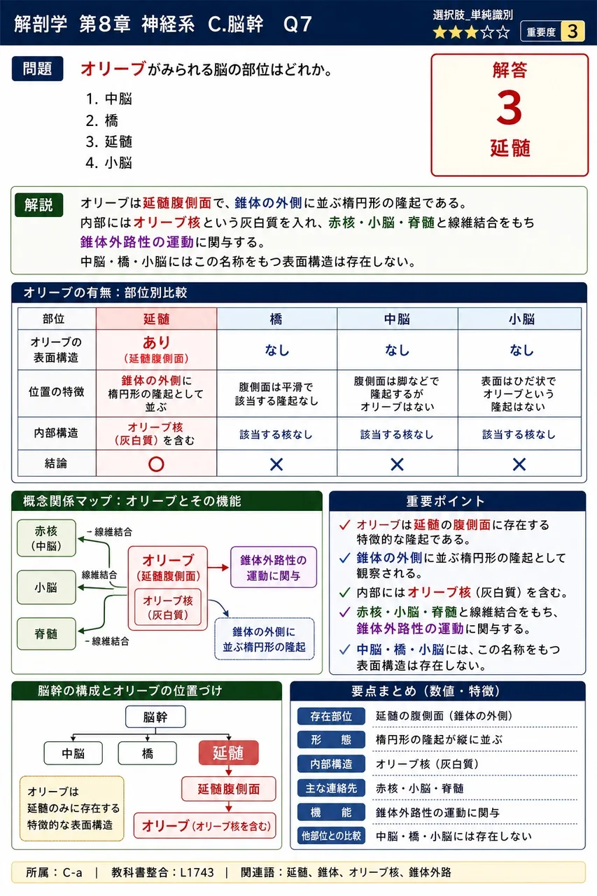 オリーブがみられる脳の部位はどれか。 解説図