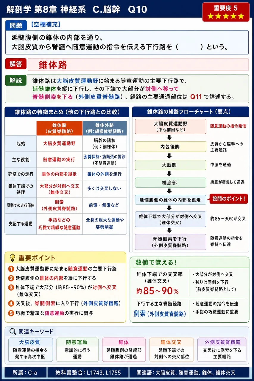 延髄腹側の錐体の内部を通り、大脳皮質から脊髄へ随意運動の指令を伝える下行路を（ ）という。 解説図