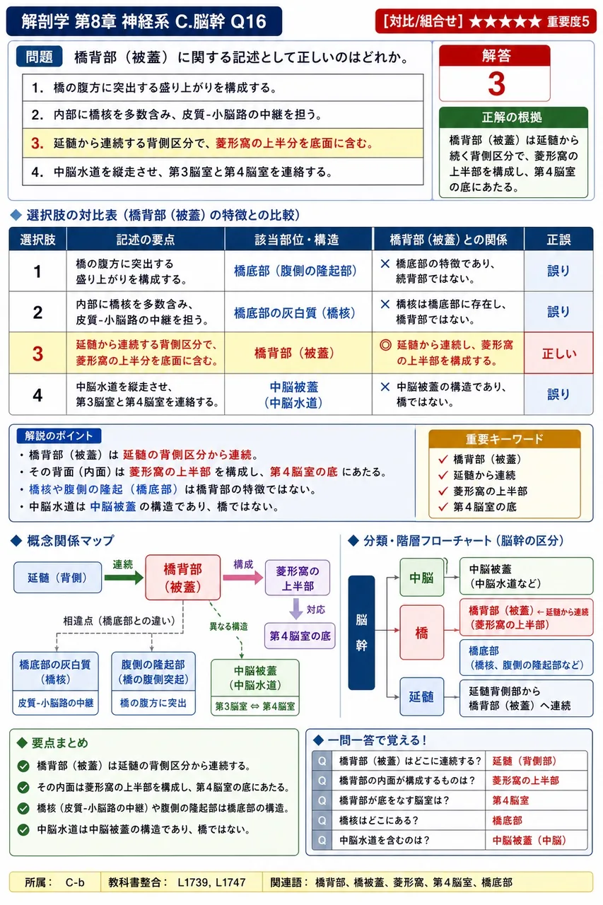 橋背部(被蓋)に関する記述として正しいのはどれか。 解説図