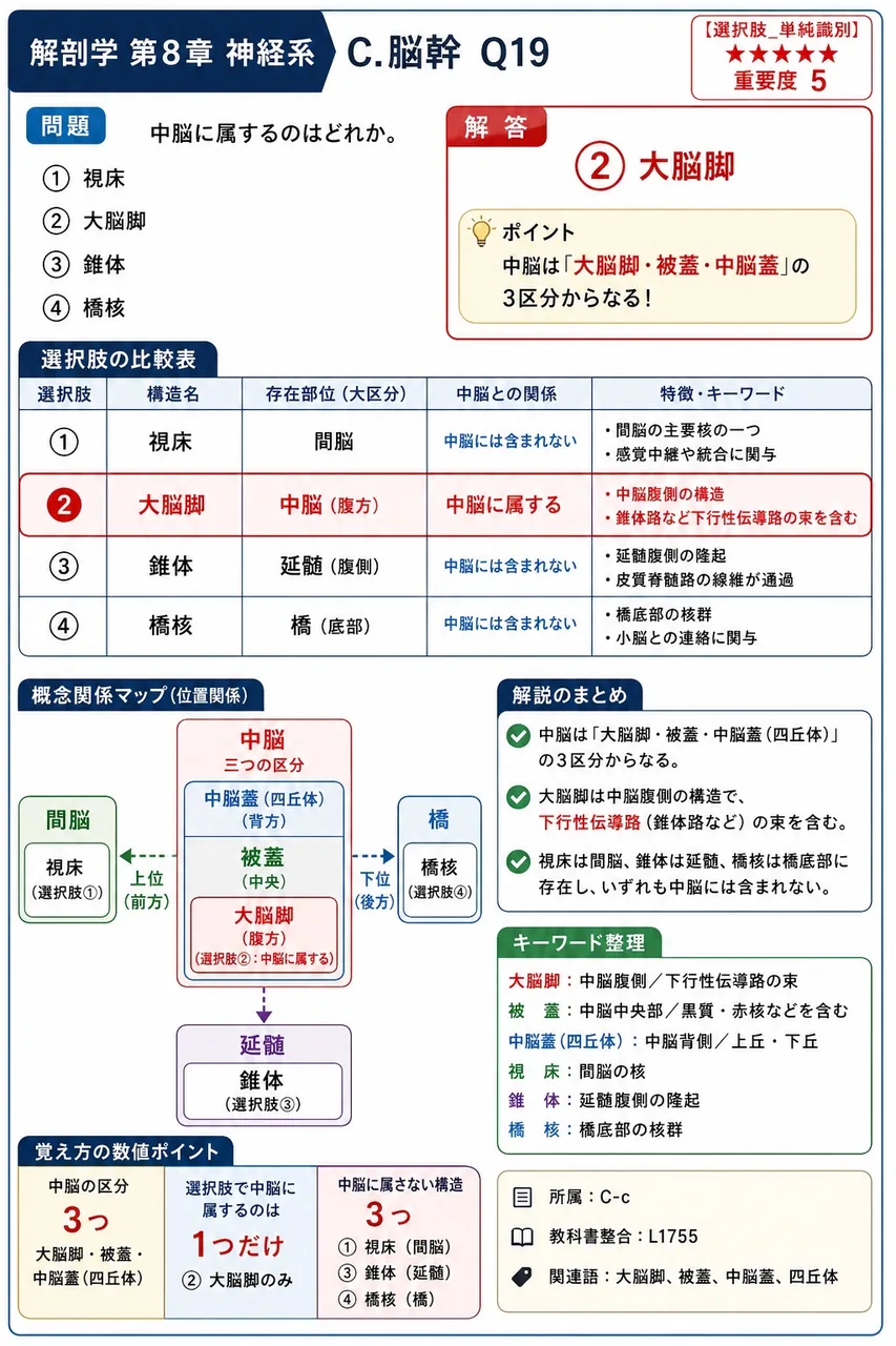 中脳に属するのはどれか。 解説図
