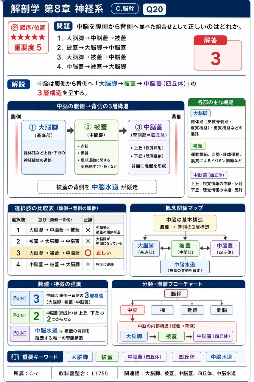 中脳を腹側から背側へ並べた組合せとして正しいのはどれか。 解説図