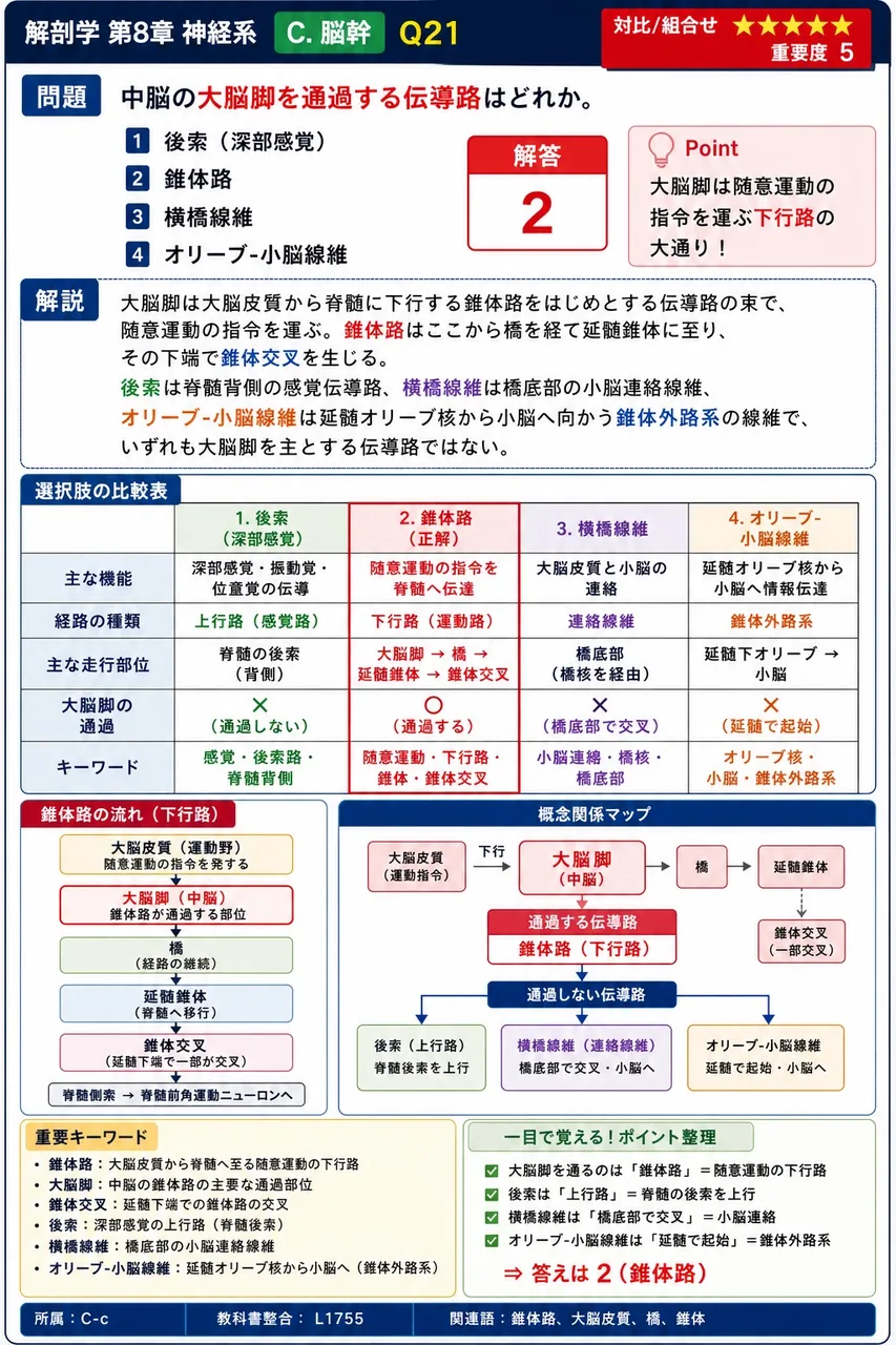 中脳の大脳脚を通過する伝導路はどれか。 解説図