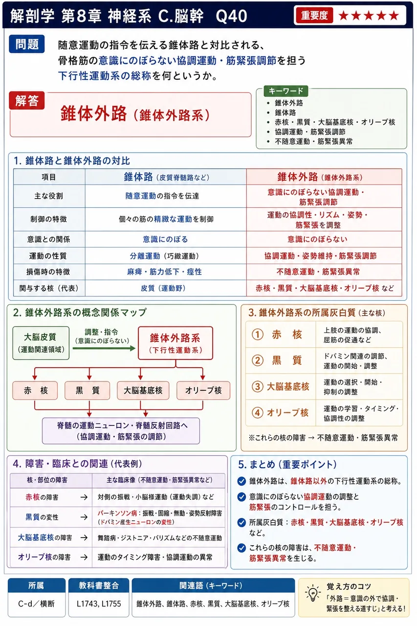 随意運動の指令を伝える錐体路と対比される、骨格筋の意識にのぼらない協調運動・筋緊張調節を担う下行性運動系の総称を何というか。 解説図