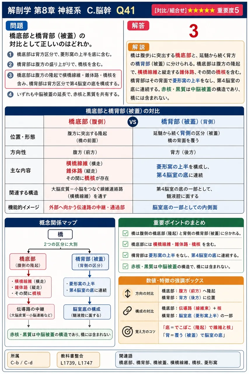 橋底部と橋背部(被蓋)の対比として正しいのはどれか。 解説図
