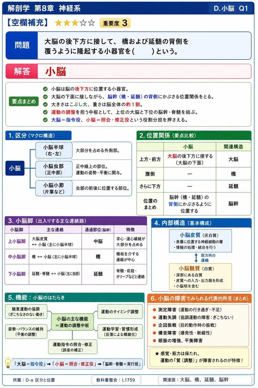 大脳の後下方に接して、橋および延髄の背側を覆うように隆起する小器官を( )という。 解説図