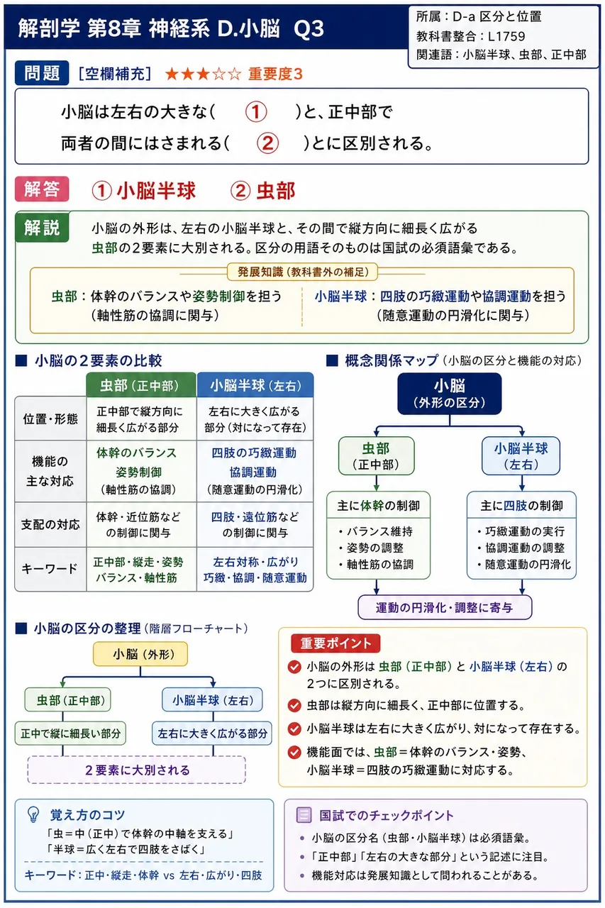 小脳は左右の大きな( ① )と、正中部で両者の間にはさまれる( ② )とに区別される。 解説図