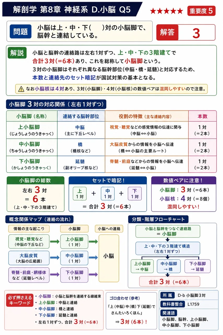 小脳は上・中・下( )対の小脳脚で、脳幹と連結している。 解説図