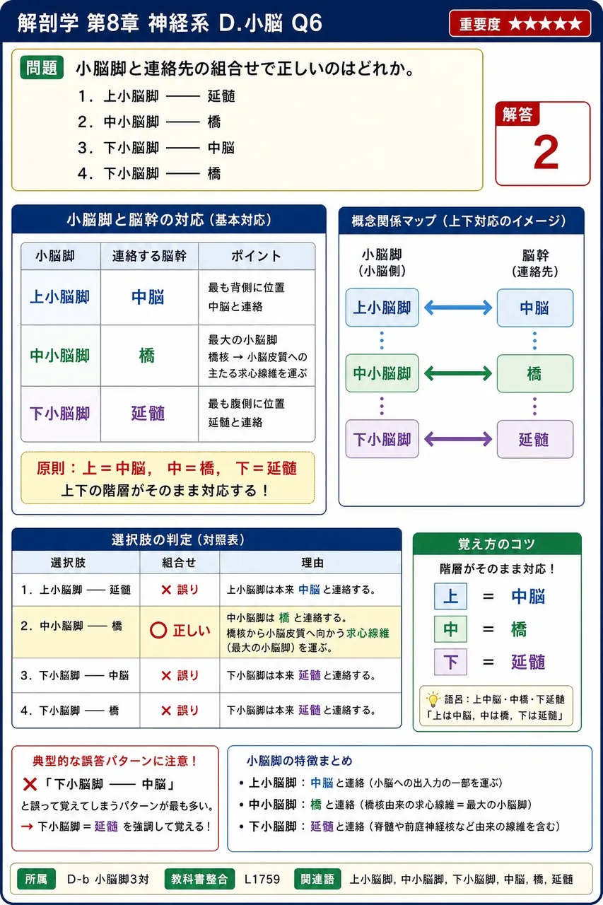 小脳脚と連絡先の組合せで正しいのはどれか。 解説図