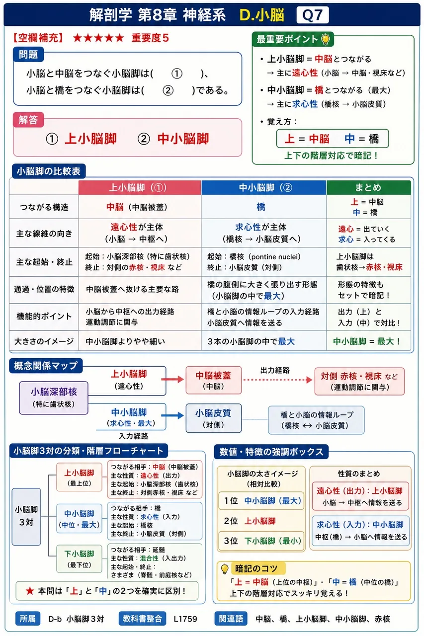 小脳と中脳をつなぐ小脳脚は( ① )、小脳と橋をつなぐ小脳脚は( ② )である。 解説図