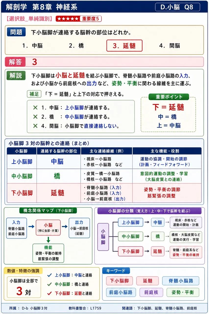 下小脳脚が連絡する脳幹の部位はどれか。 解説図