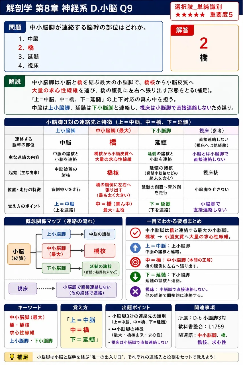 中小脳脚が連絡する脳幹の部位はどれか。 解説図
