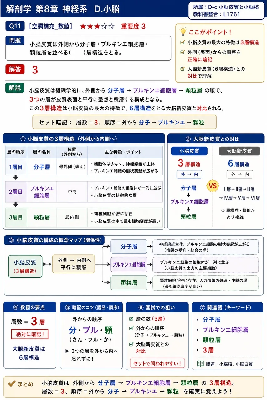 小脳皮質は外側から分子層・プルキンエ細胞層・顆粒層を並べる( )層構造をとる。 解説図