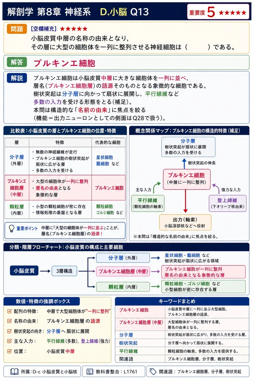 小脳皮質中層の名称の由来となり、その層に大型の細胞体を一列に整列させる神経細胞は( )である。 解説図