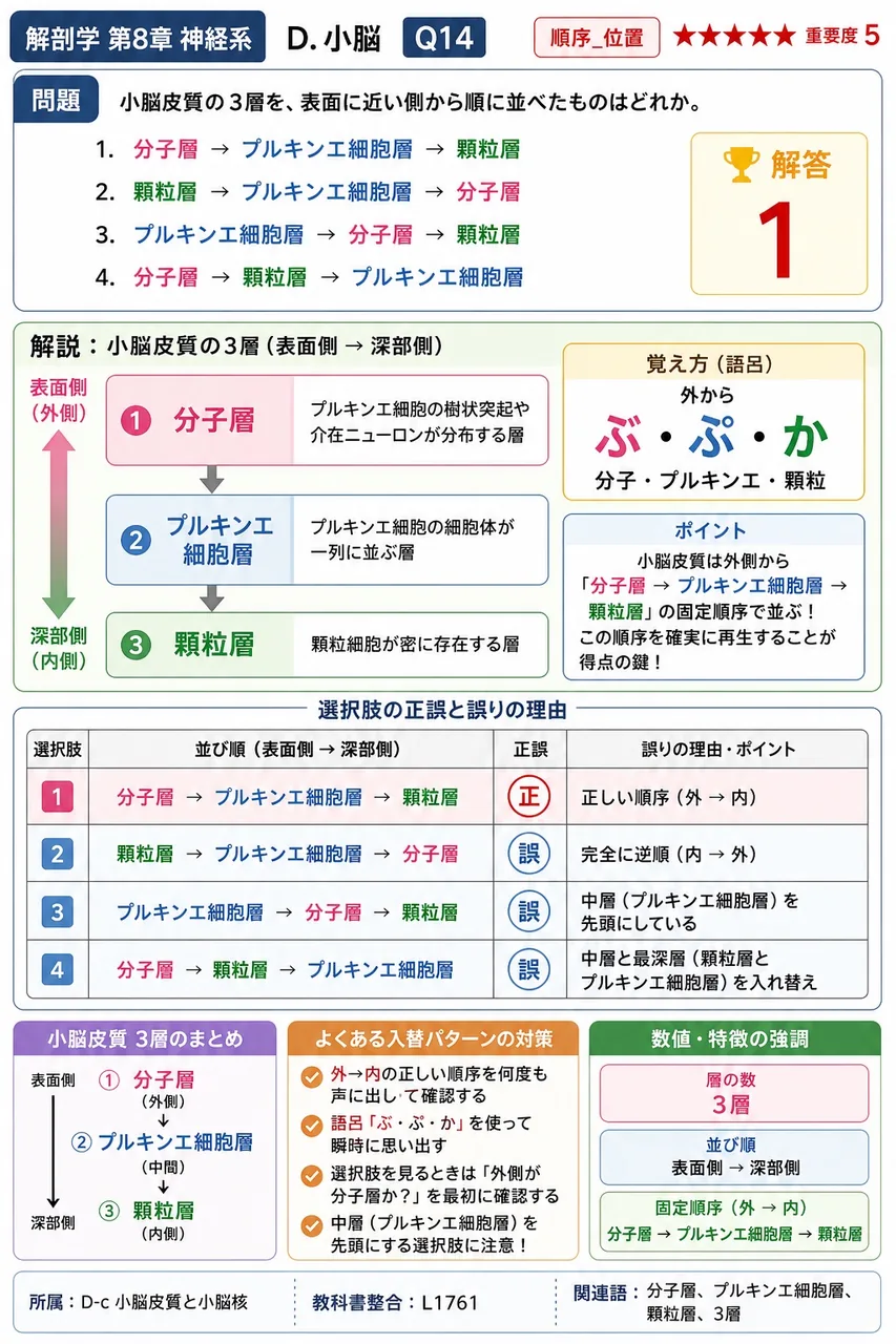 小脳皮質の3層を、表面に近い側から順に並べたものはどれか。 解説図