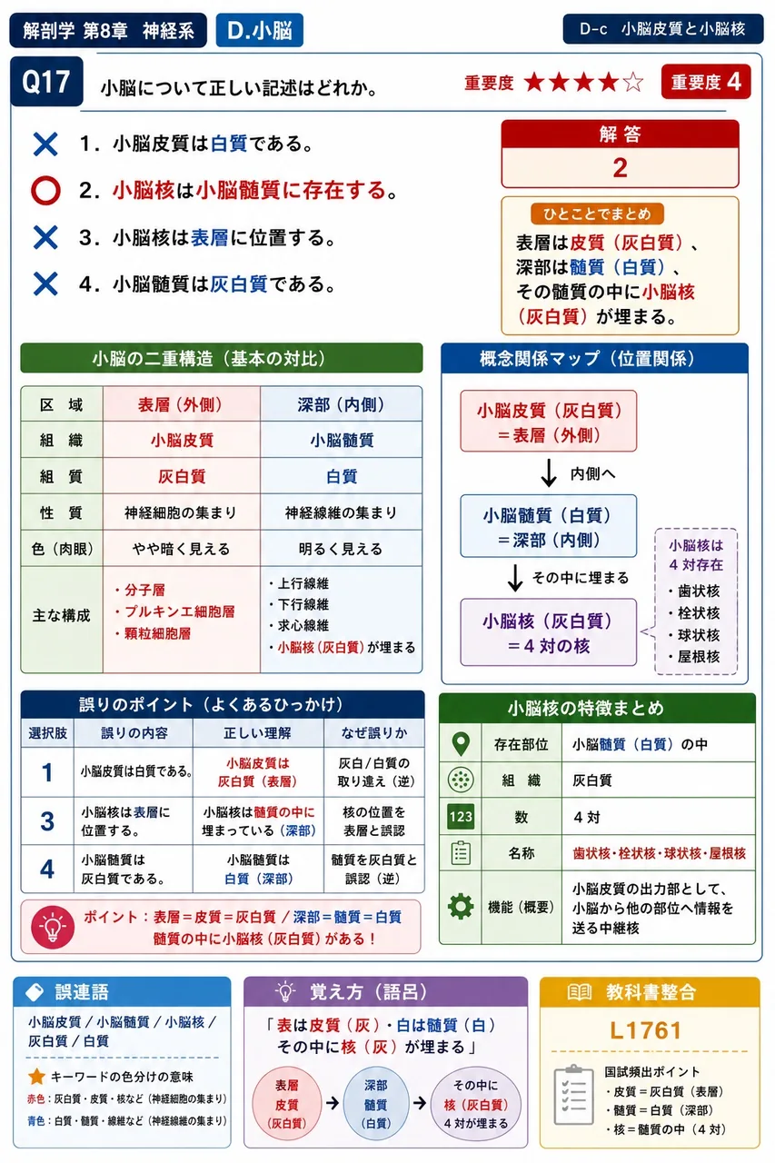 小脳について正しい記述はどれか。 解説図