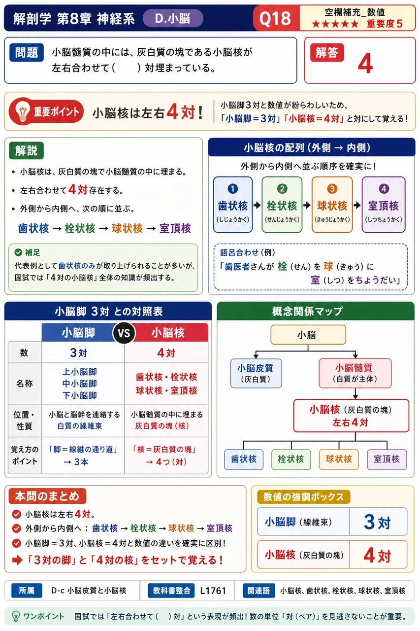 小脳髄質の中には、灰白質の塊である小脳核が左右合わせて( )対埋まっている。 解説図