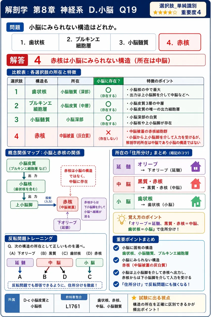 小脳にみられない構造はどれか。 解説図
