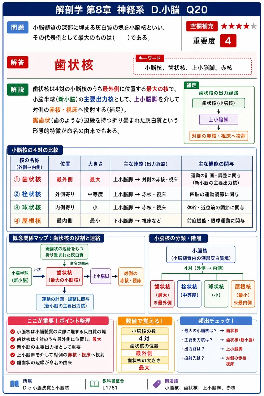 小脳髄質の深部に埋まる灰白質の塊を小脳核といい、その代表例として最大のものは( )である。 解説図